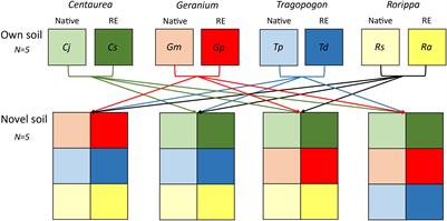 Belowground Consequences of Intracontinental Range-Expanding Plants and Related Natives in Novel Environments